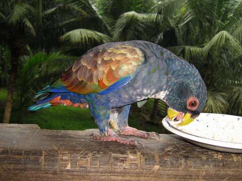 Image of Bronze-winged Parrot