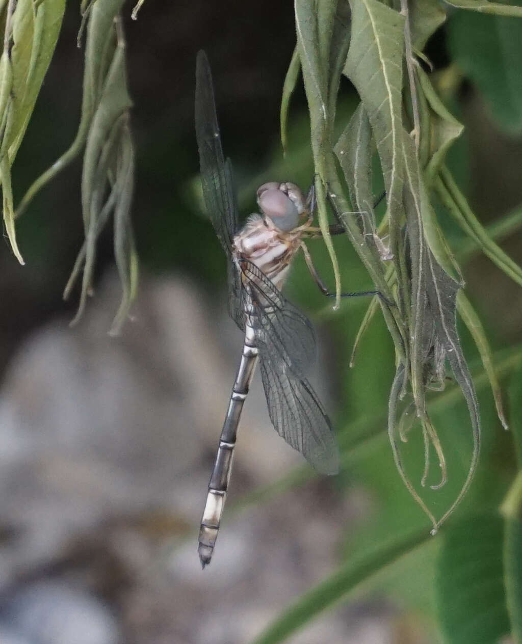 Image of Pale-faced Clubskimmer