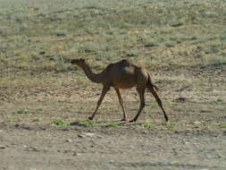 Image of Dromedary