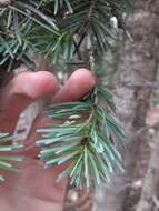 Imagem de Abies lasiocarpa var. arizonica (Merriam) Lemmon