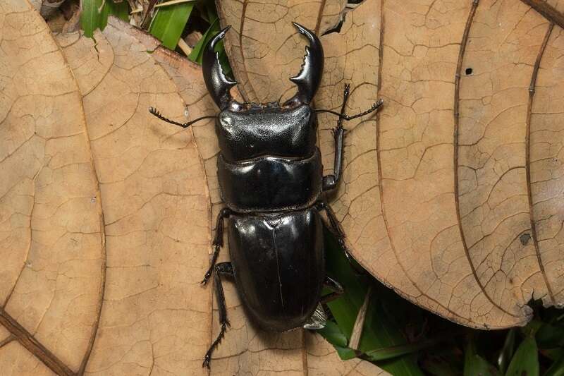 Image of Serrognathus titanus nobuyukii (Fujita 2010)