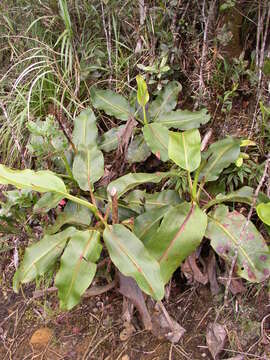 Image of Giant Malaysian Pitcher Plant