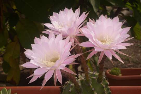 Image of Echinopsis oxygona