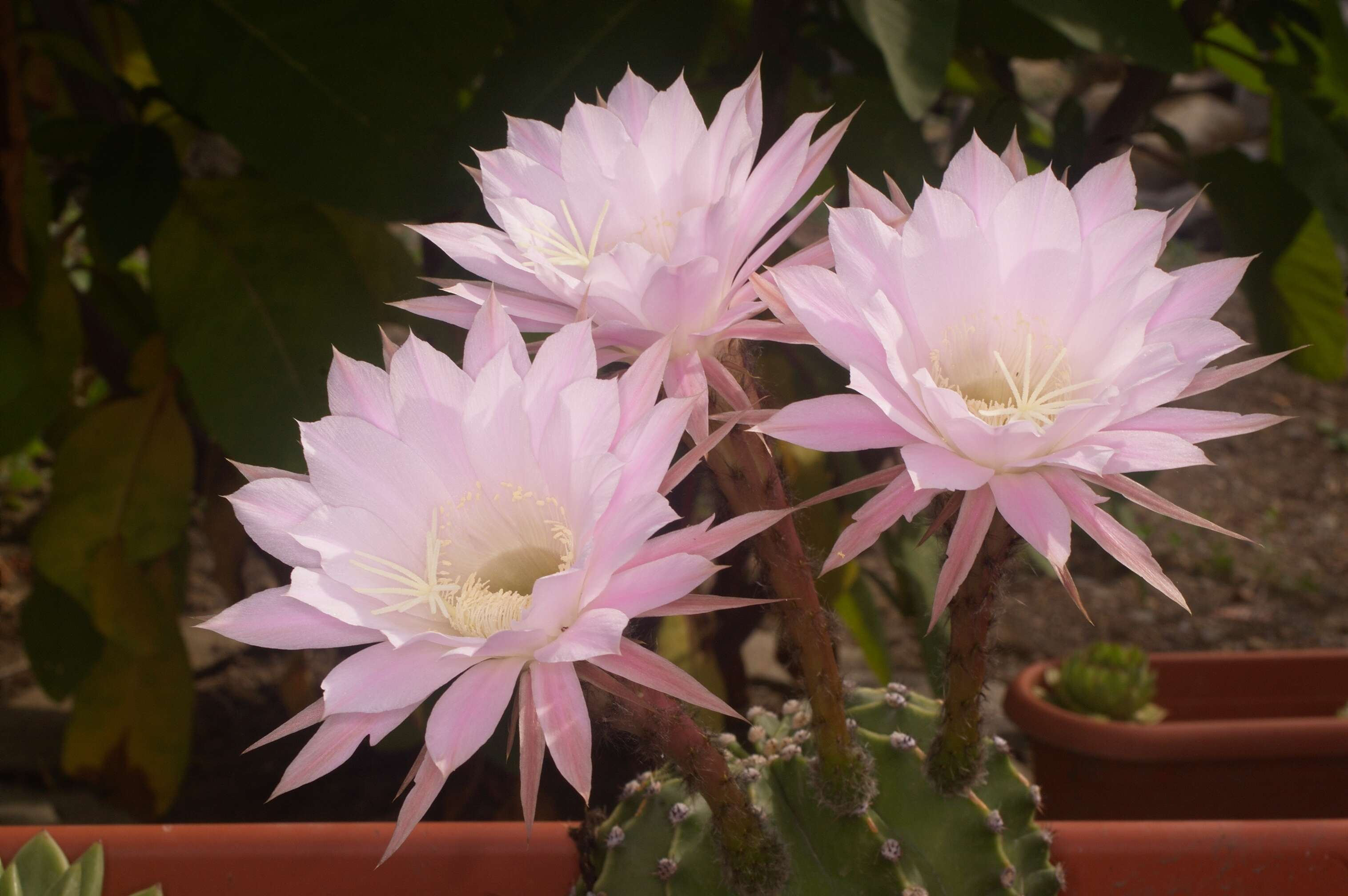 Image of Echinopsis oxygona