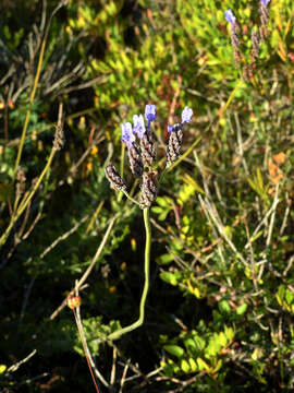 Image of Lavandula multifida L.