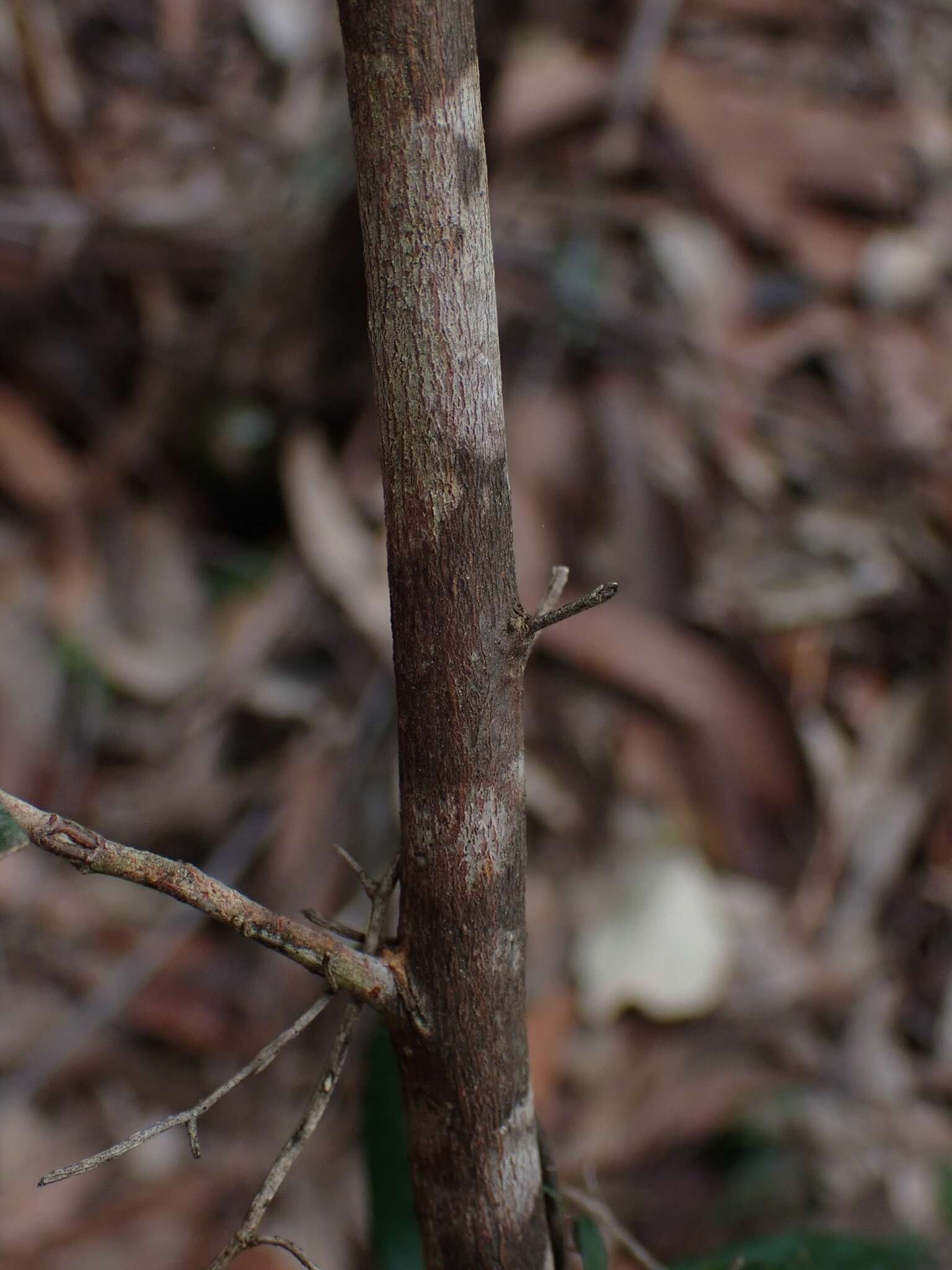 Image of Beyeria lasiocarpa (F. Muell.) Müll. Arg.