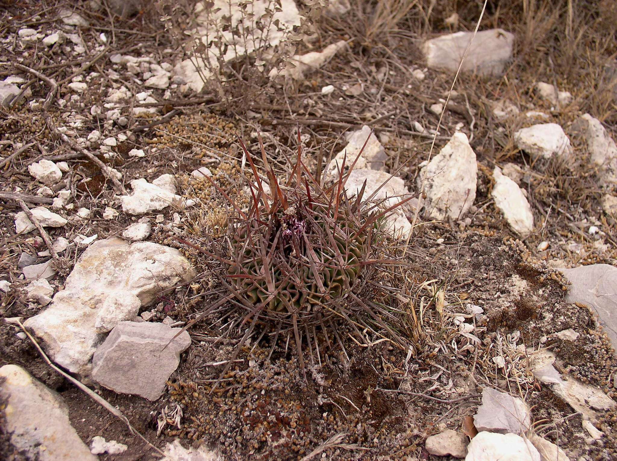 Sivun Echinofossulocactus anfractuosus kuva