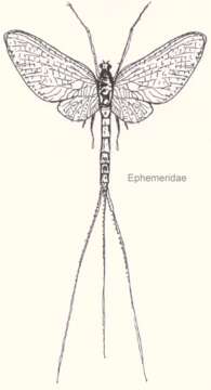 Image of Ephemeroidea