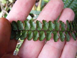 Adiantum pyramidale (L.) Willd.的圖片