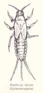 Image of Baetis