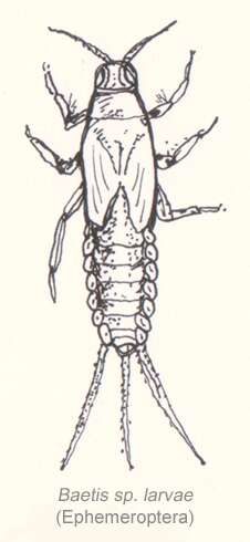 Image of Baetis