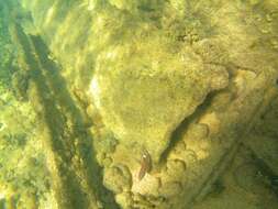 Image of Whitesaddle goatfish