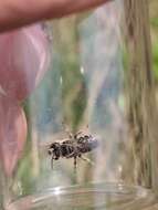 Image of Broad-footed Cellophane Bee