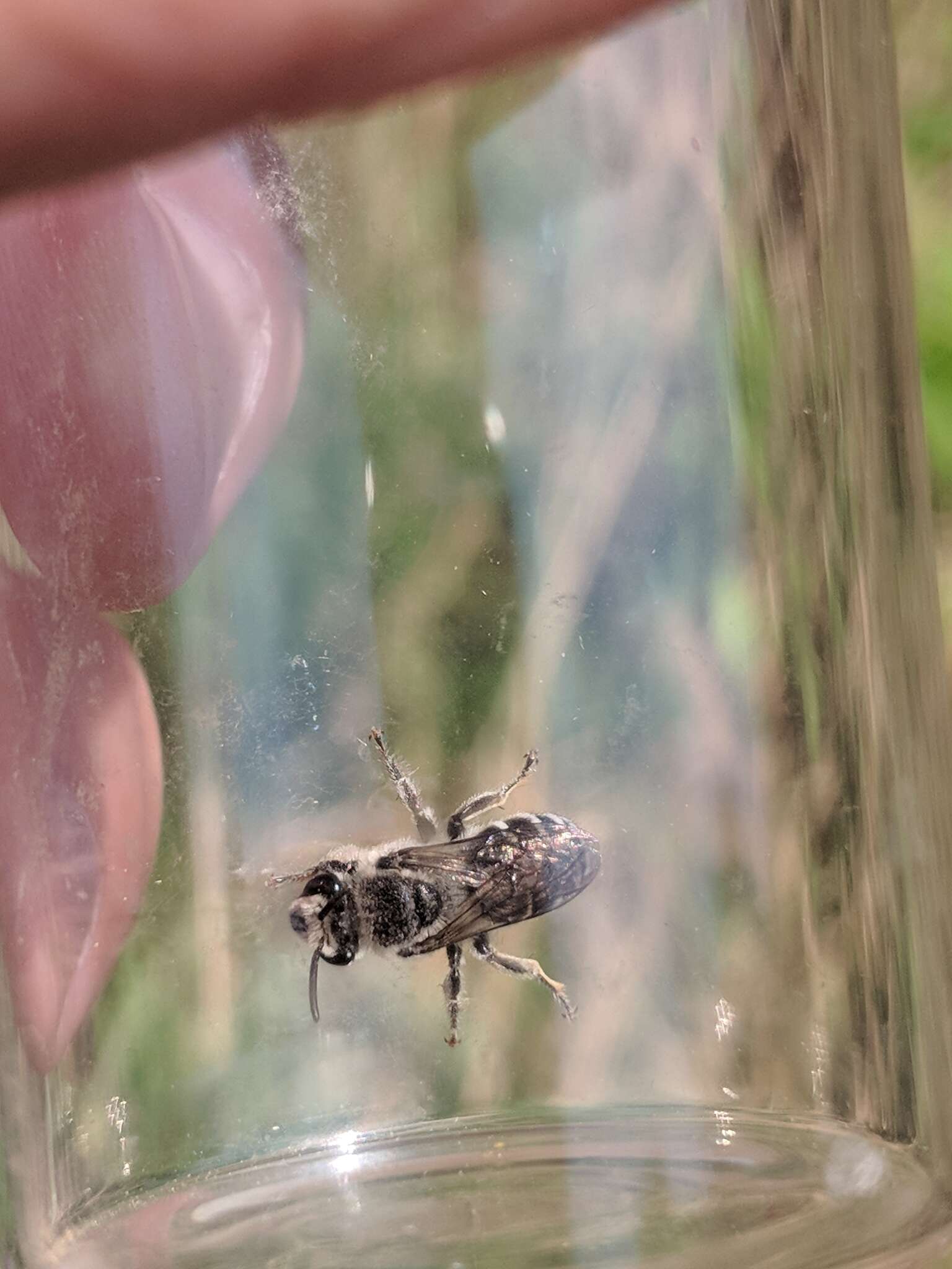 Image of Broad-footed Cellophane Bee