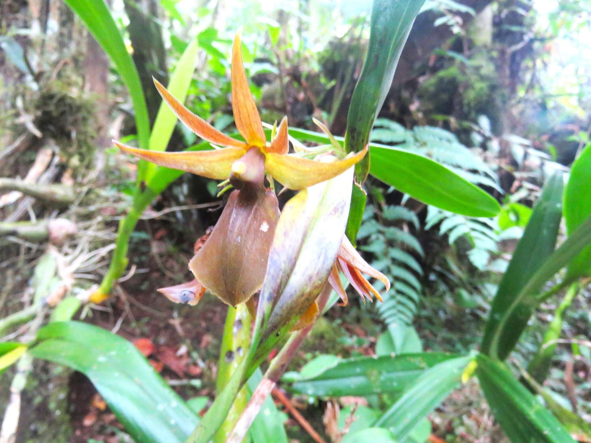 Image of Epidendrum cerinum Schltr.