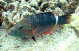 صورة Oxycheilinus unifasciatus (Streets 1877)