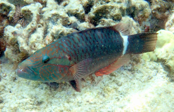 Image of Ringtail maori wrasse