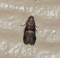 Acrobasis exsulella Zeller 1848 resmi