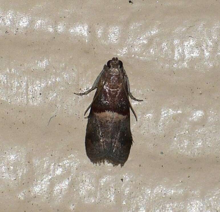 Acrobasis exsulella Zeller 1848 resmi