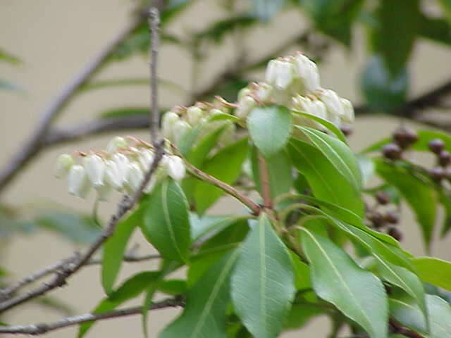 Image of fetterbush