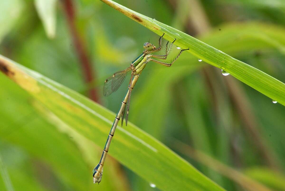 Image of Migrant Spreadwing