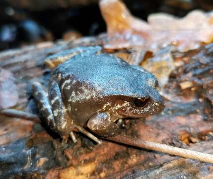 Image of Rosy Ground Frog