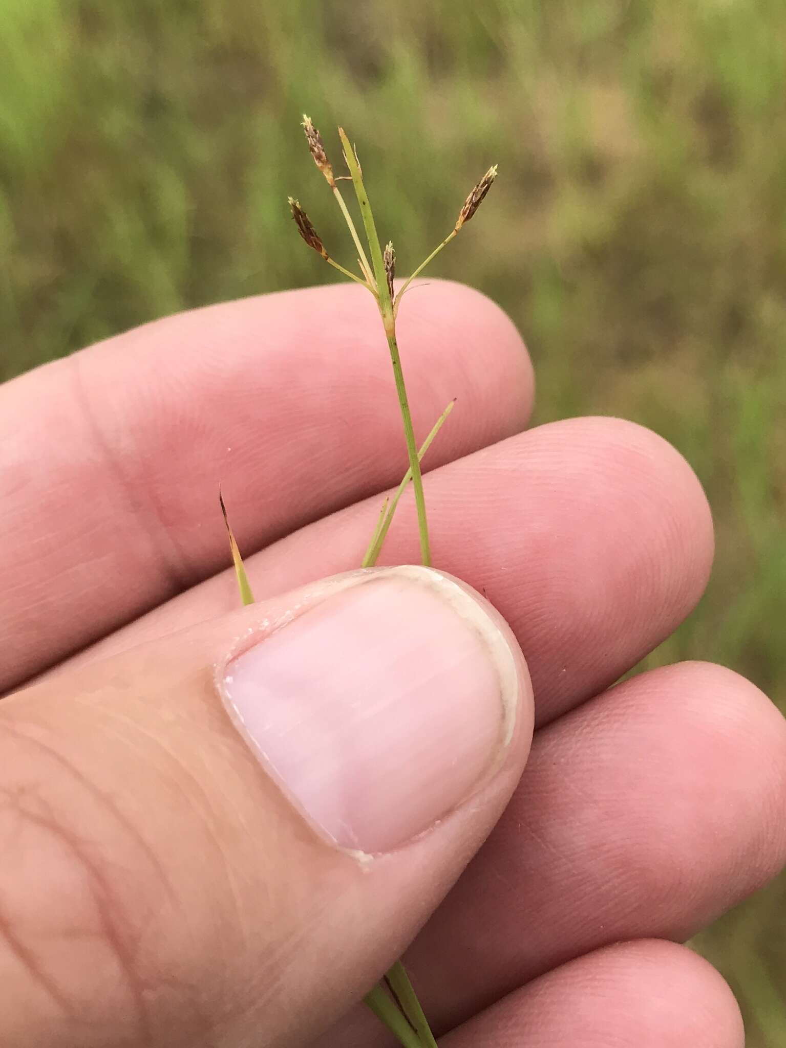 Слика од Fimbristylis autumnalis (L.) Roem. & Schult.