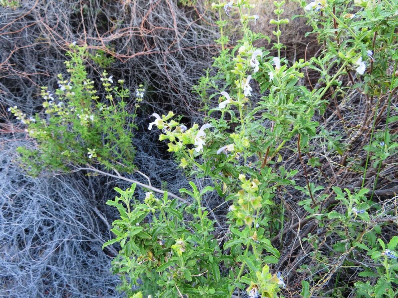 Imagem de Salvia dentata Aiton