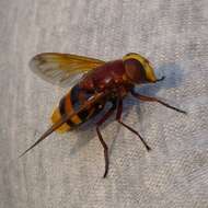 Image of hornet mimic hoverfly