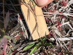 Image of Rough Rosette Grass