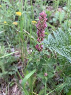 Imagem de Agastache pallidiflora subsp. neomexicana (Briq.) Lint & Epling