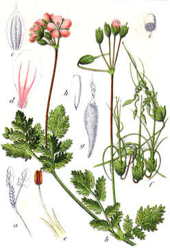 Imagem de Erodium cicutarium (L.) L'Her.