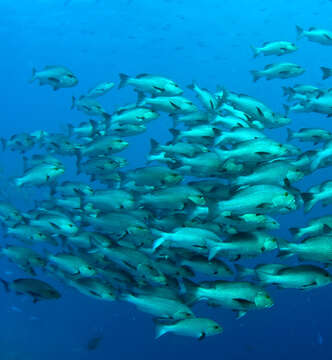 Image of two-spot red snapper