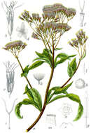 Image of hemp agrimony