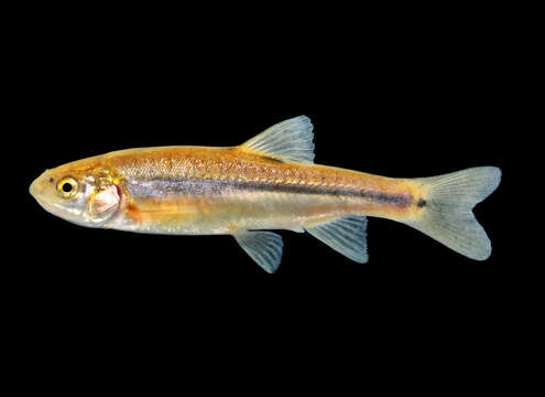 Image of Rio Grande Chub