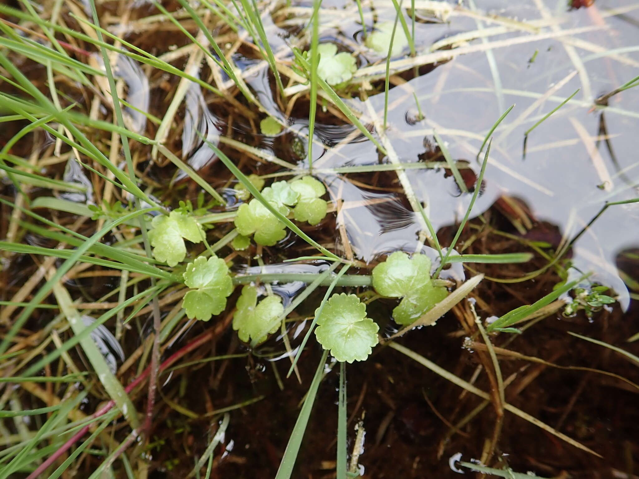 Image de Hydrocotyle americana L.