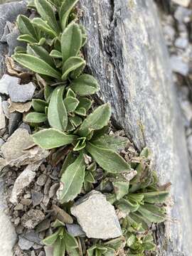 Слика од Scabiosa lacerifolia Hayata