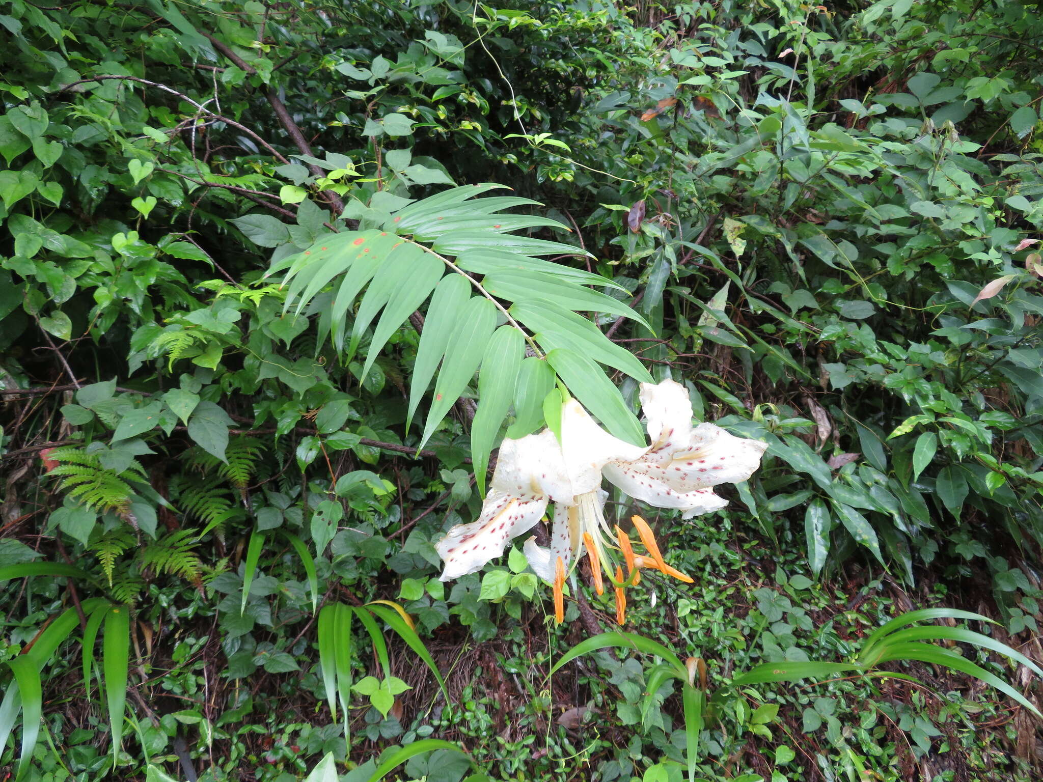 Image of Asiatic Lily