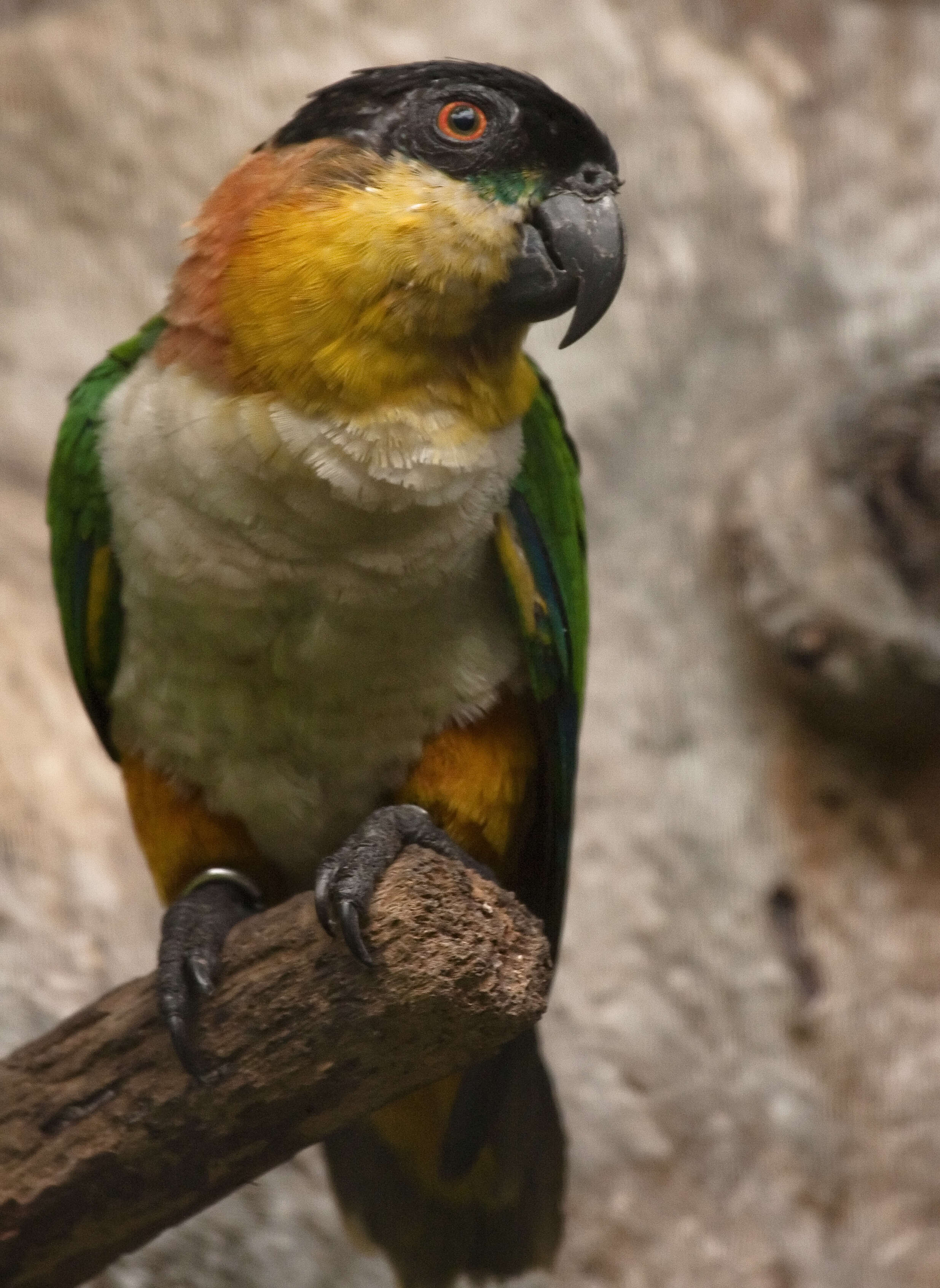 Image of Black-headed Parrot