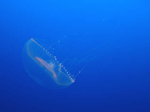 Image of crystal jelly