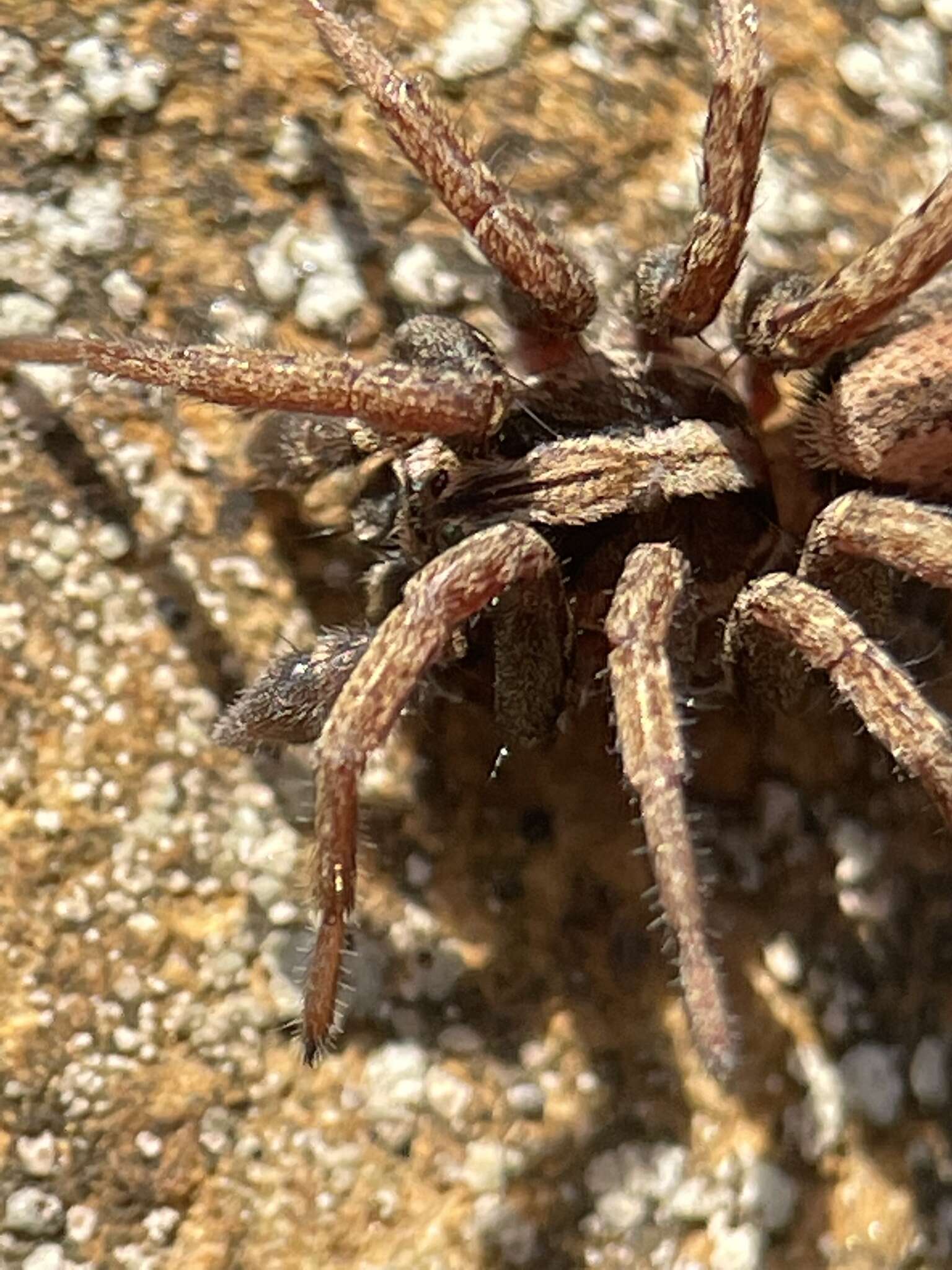 Image of Venatrix pictiventris (L. Koch 1877)