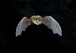Image of Mehely's Horseshoe Bat