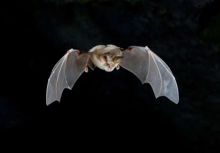 Image of Mehely's Horseshoe Bat