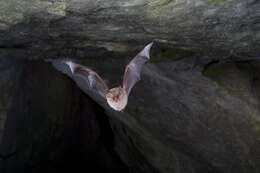 Image of Lesser Horseshoe Bat