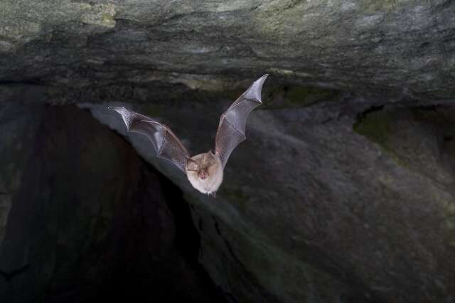 Image of Lesser Horseshoe Bat