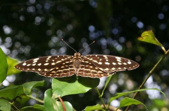 Image of Lexias pardalis jadeitina