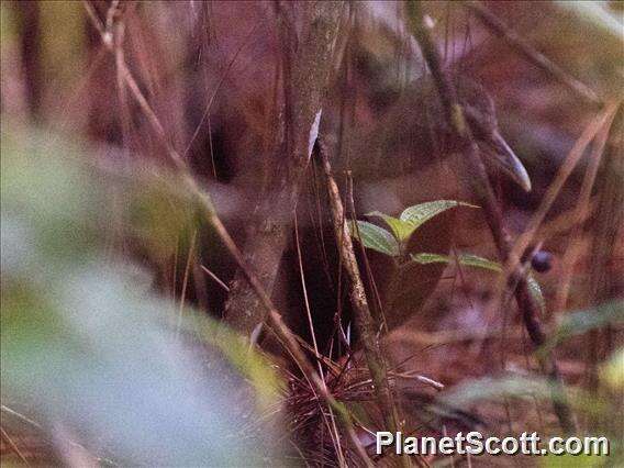 Image of Madagascar Wood Rail