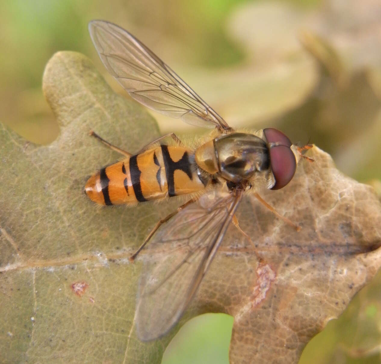 Image of Marmalade hoverfly