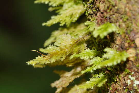 Image of Lopidium concinnum Wilson ex J. D. Hooker 1854