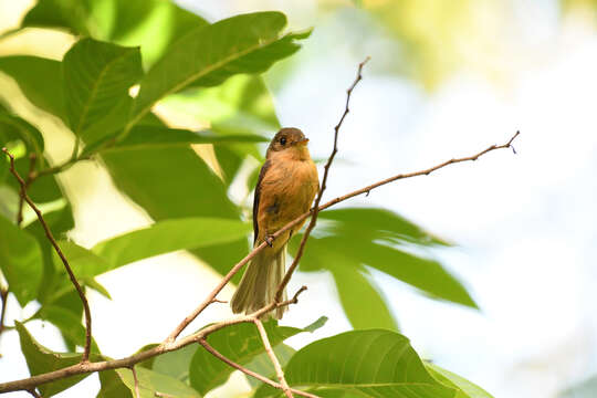 Contopus latirostris (Verreaux & J 1866)的圖片